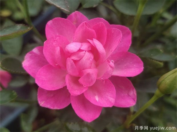 天荷月季的养殖方法，天荷繁星怎么养殖(图1)