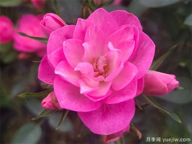 推荐8个花期超长的月季，适合阳台种植长期赏花(图2)