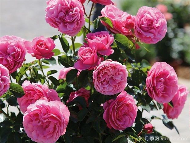 最值得栽种的10种藤本月季，优秀是一种传统(图3)