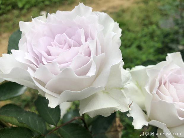 有没有一款月季，颜值高到让你永远也不会淘汰？(图1)