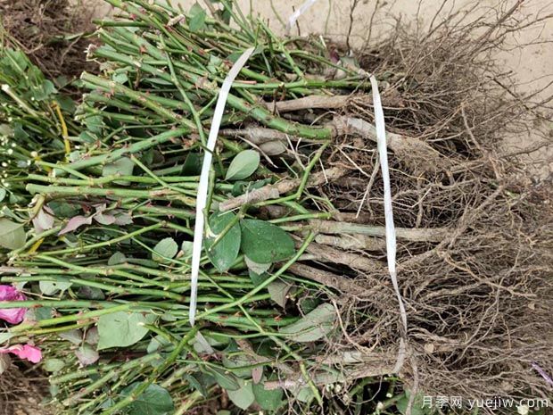 几千棵大花月季裸根苗走顺丰快运发往四川(图2)