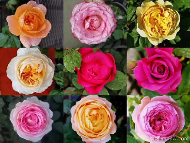 苗木长势好不好如何判断？(图1)