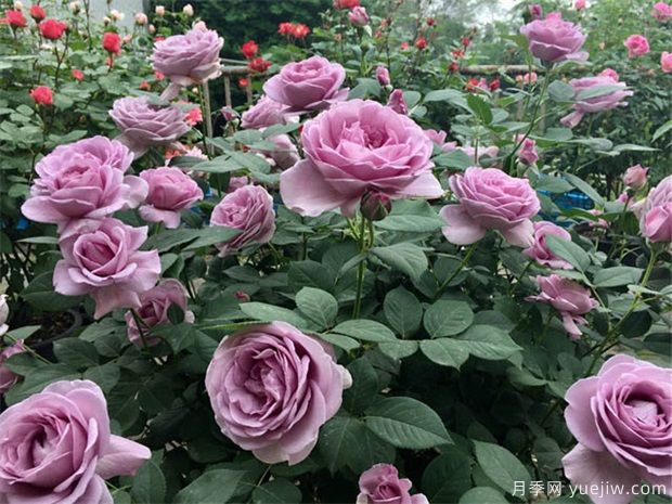 植物防冻剂是如何起到防冻作用的？(图1)