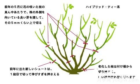 月季花冬季的修剪方法图解(图2)