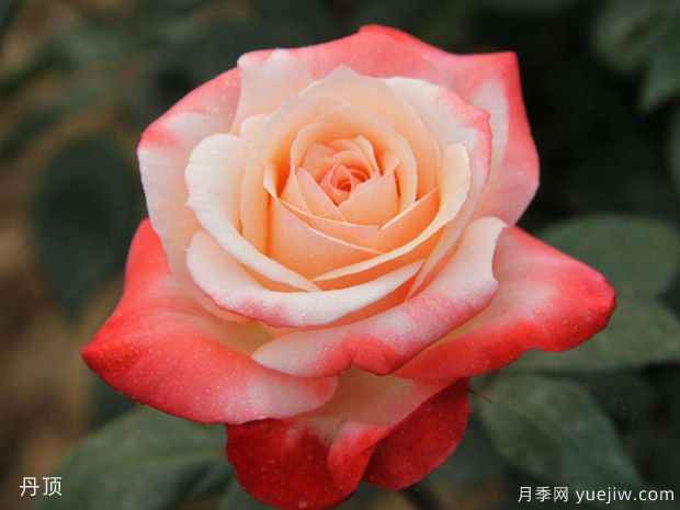 玫瑰月季蔷薇傻傻分不清，只要3个方法一眼就认出来(图1)