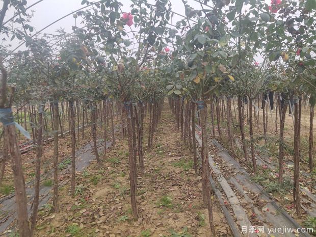 苗木人都知道，秋季要翻耕，苗圃要冬灌(图1)