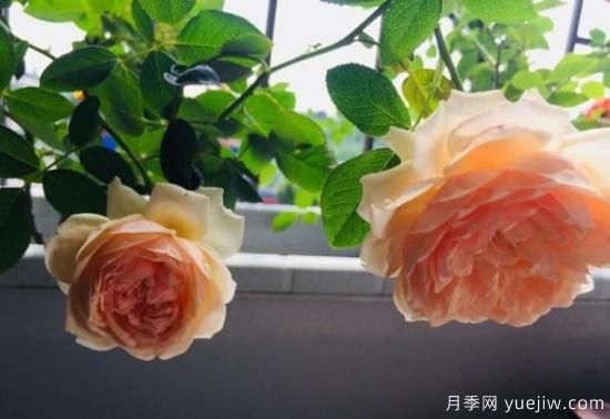 真宙月季和朱丽叶月季的区别，优缺点一目了然(图4)