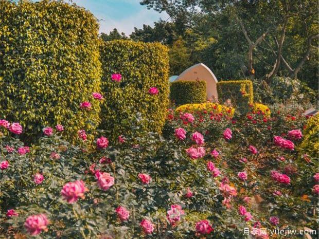 深圳月季应用和月季景观(图2)