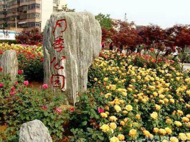 月季名园：郑州月季公园(图4)