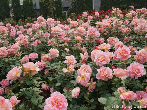 月季名园：郑州月季公园(图2)