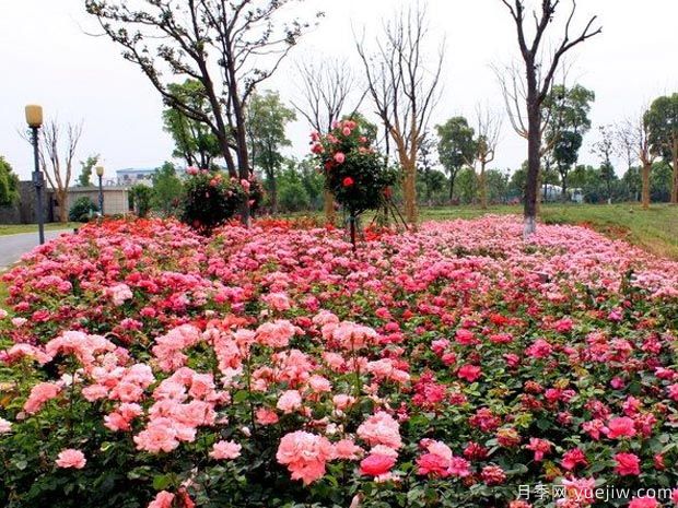 苏州月季应用和月季景观(图2)