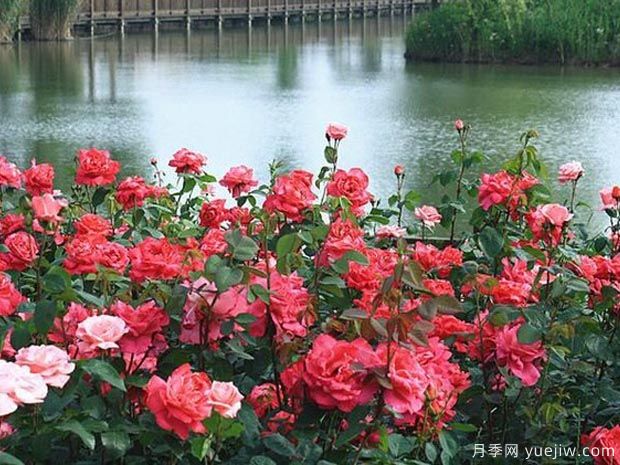 月季名园：苏州盛泽湖月季园(图3)