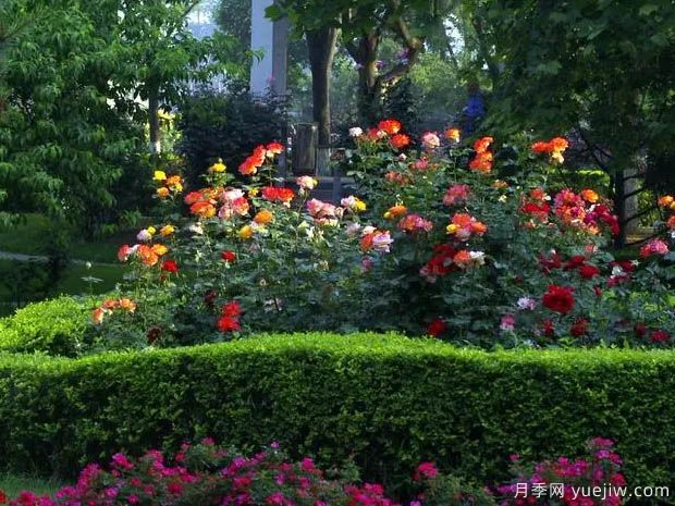 月季名园：石家庄月季公园(图3)