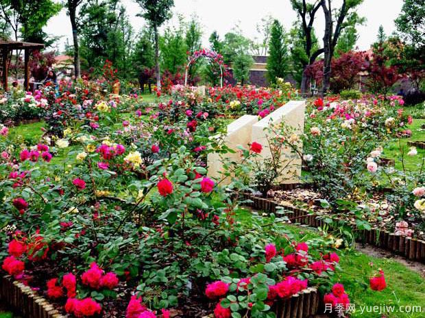 太仓月季市花文化和月季景观(图2)