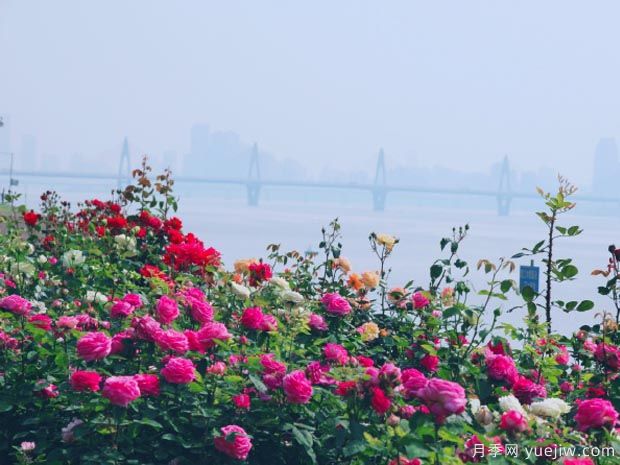 南昌月季市花文化和月季景观(图3)