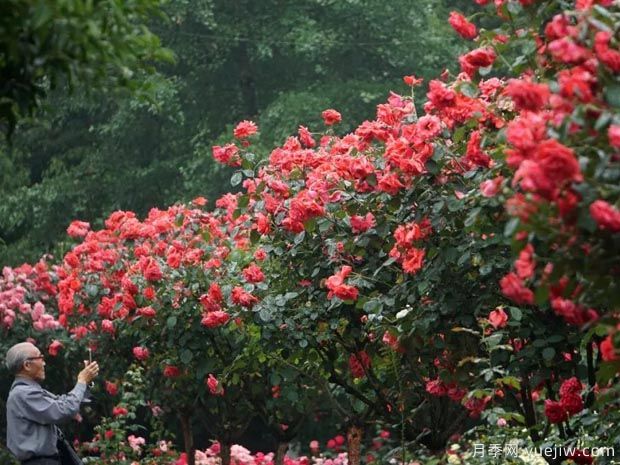 月季名园：杭州花圃月季园(莳花广场)(图2)