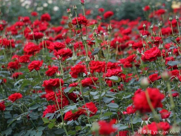 月季名园：杭州花圃月季园(莳花广场)(图4)