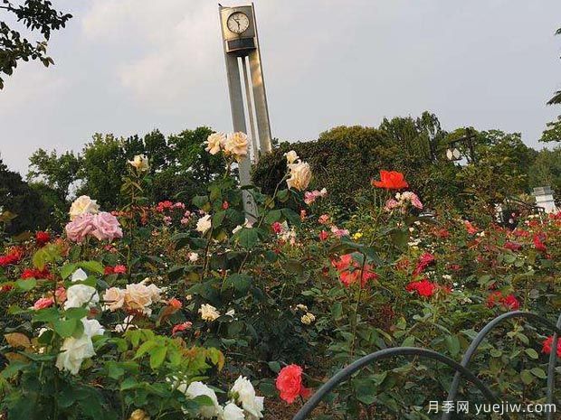 月季名园：南京玄武湖公园月季园(图3)