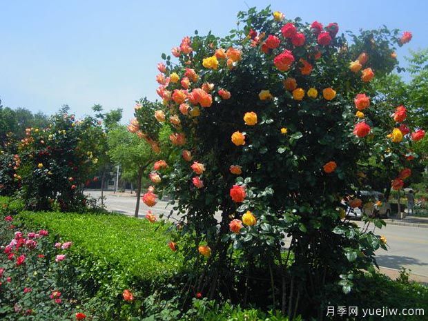 月季名园：秦皇岛北戴河月季园(图4)