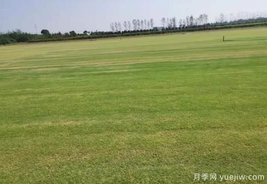 秋季草坪防除杂草需要注意啥？(图1)