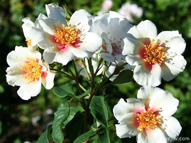 夏日之星月季的优缺点是什么？(图1)