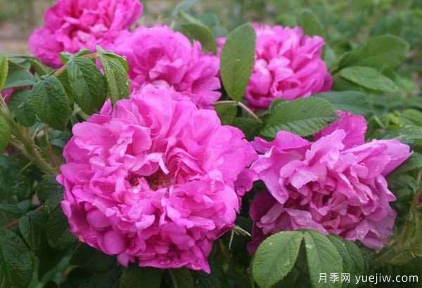 食用玫瑰品种有哪些？8个品种介绍(图6)