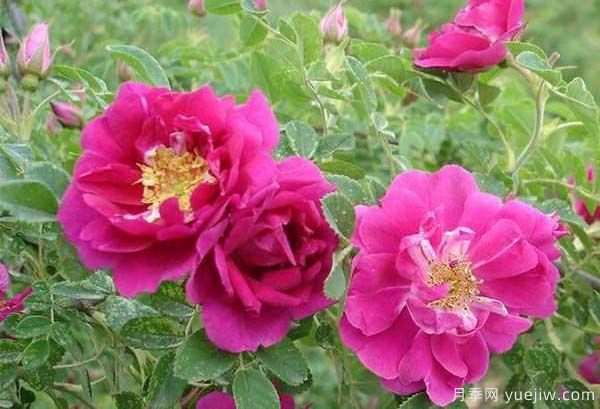 食用玫瑰品种有哪些？8个品种介绍(图7)