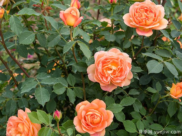 月季冬天藤本笋枝要不要修剪？灰霉病怎么防治？(图1)