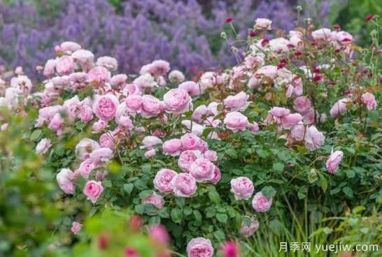 推荐7个颜值能打抗性超群的粉色灌木月季(图6)