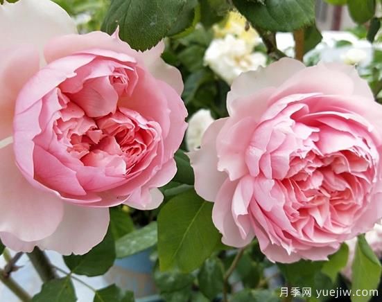 推荐7个颜值能打抗性超群的粉色灌木月季(图4)