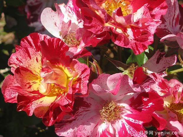 又香又美，全球最香月季10大排行榜(图3)