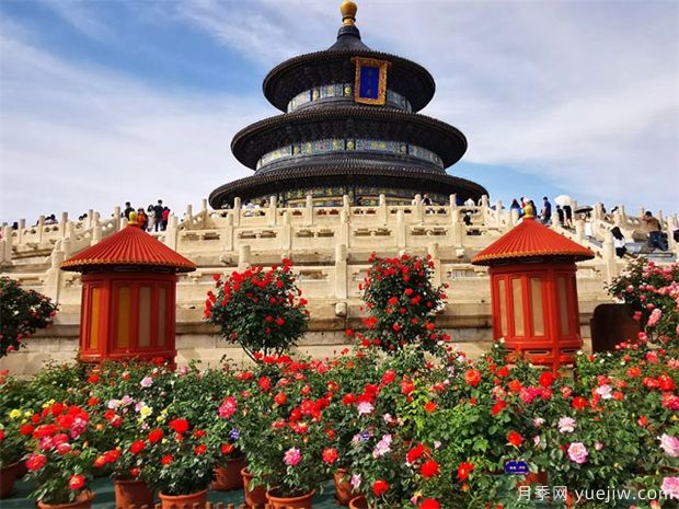 北京月季栽培养护技术(图2)