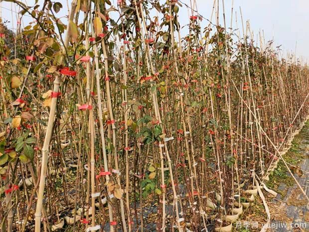 2022年1月藤本月季产地批发价格(图1)