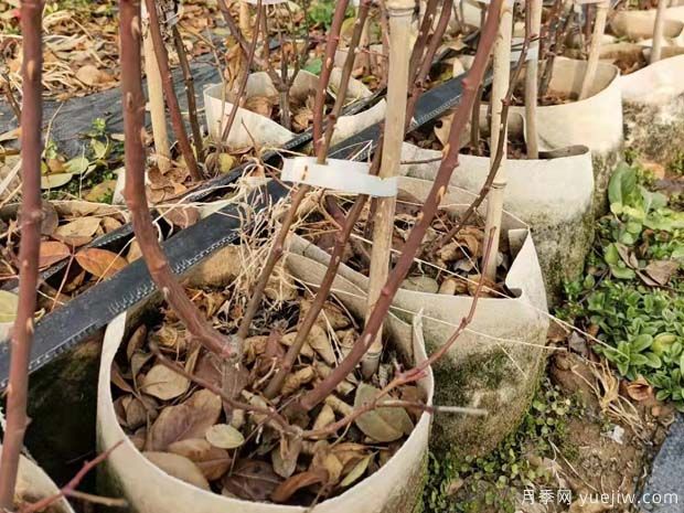 2022年1月藤本月季产地批发价格(图4)