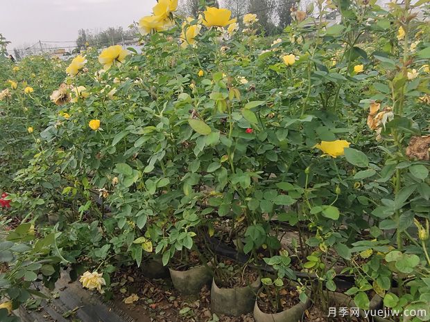 月季叶子发黄什么原因？(图1)