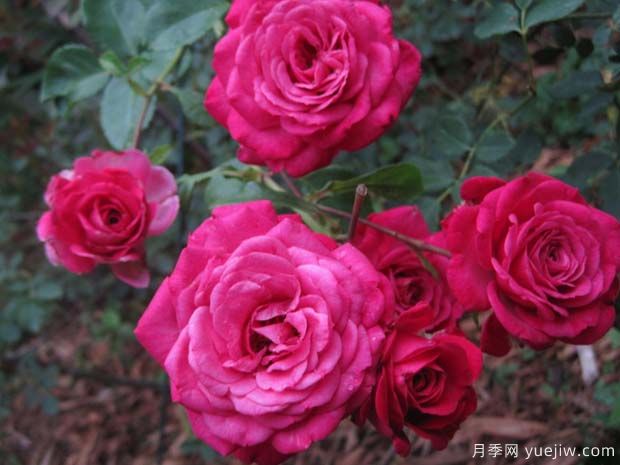 劳伦伊丽莎白月季(图1)