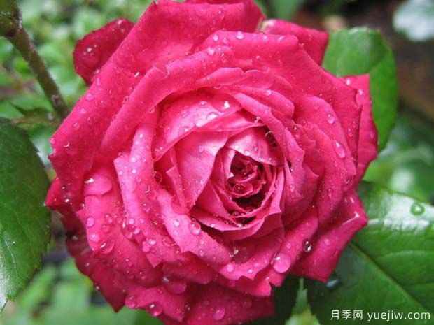 劳伦伊丽莎白月季(图2)