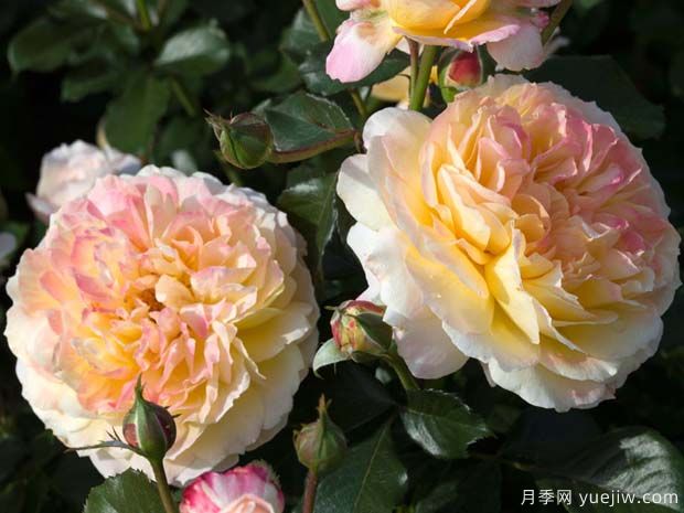 公园月季La  Park(图1)