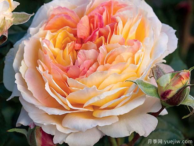 公园月季La  Park(图3)