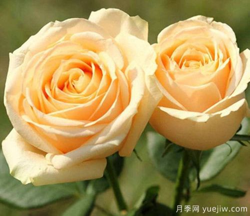 香槟玫瑰的花语是什么？不同朵数香槟玫瑰花语大全？(图1)