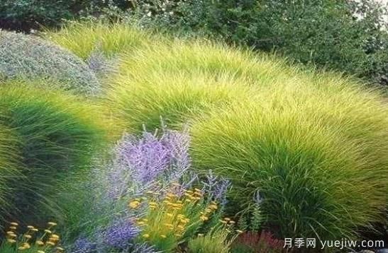 如何把观赏草设计应用到园林栽培中去？(图1)