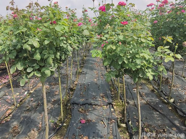 独杆月季怎么养才会枝繁叶茂开花爆盆？(图1)