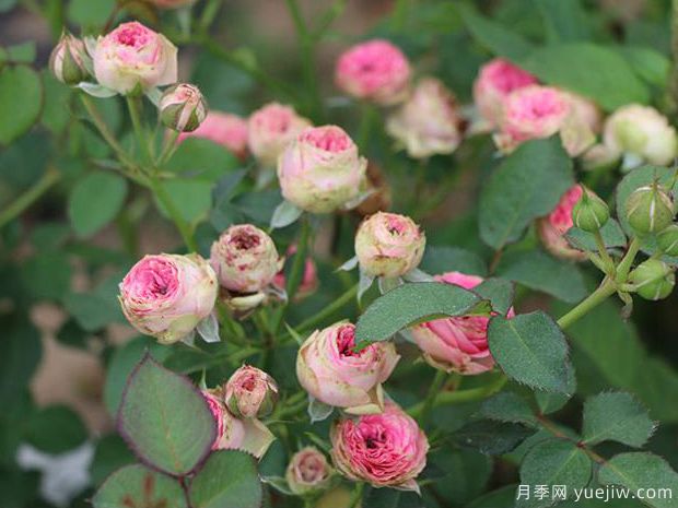 超感月季/粉多头月季(图4)