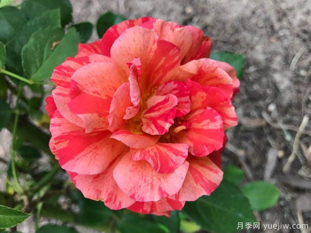 弗里达卡罗月季的优缺点是什么？(图1)