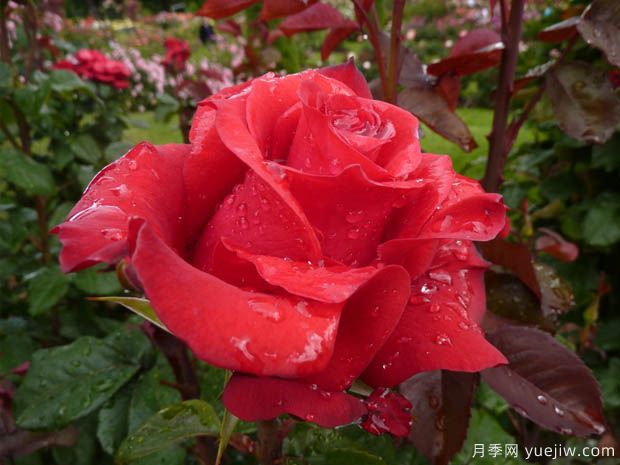 曼德勒玫瑰月季的优缺点是什么？(图1)