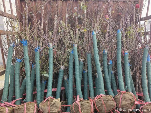 山木香和野蔷薇相比，哪个嫁接树状月季更好？(图1)