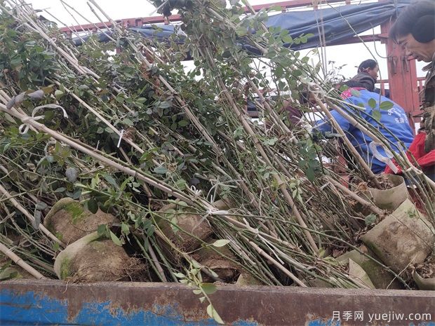 1.5米欧月藤本月季销往杭州金华(图1)