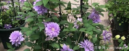 铁线莲耐寒多少度(图1) 铁线莲耐寒多少度(图1)