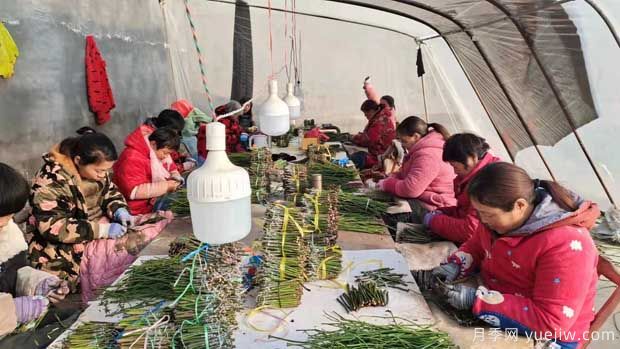 南阳方城：3000巾帼冬季忙 嫁接插花绣明天 (图1)