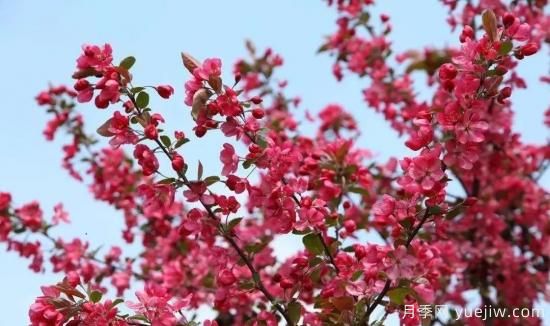 北美海棠介绍与常见海棠品种(图2)